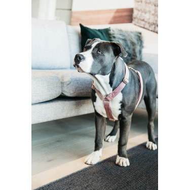 Hondenharnas Velvet Loop Kentucky Rosa viejo