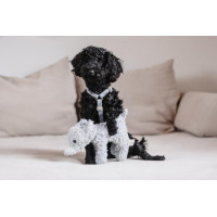 Hondenharnas Velvet Loop Kentucky Rosa viejo