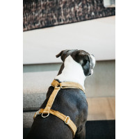 Hondenharnas Velvet Loop Kentucky Rosa viejo Hondenharnas Velvet Loop Kentucky Rosa viejo