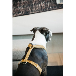 Hondenharnas Velvet Loop Kentucky Mostaza Amarillo