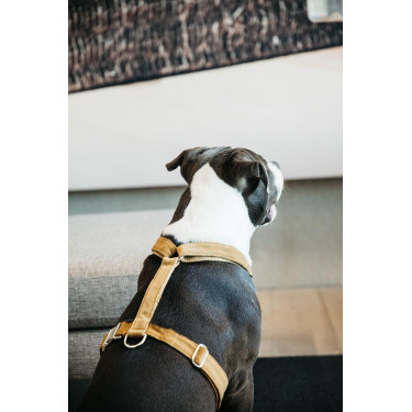 Hondenharnas Velvet Loop Kentucky Mostaza Amarillo