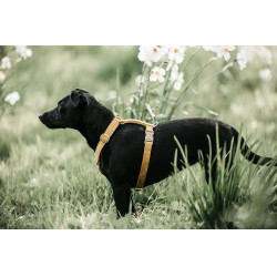 Hondenharnas Velvet Loop Kentucky Mostaza Amarillo