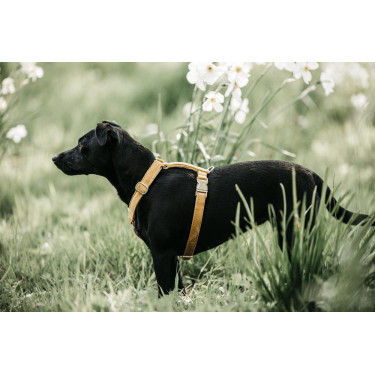 Hondenharnas Velvet Loop Kentucky Mostaza Amarillo