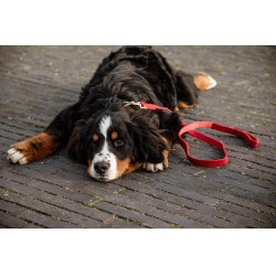 Correa para perro de pana Kentucky Roja Rojo Correa para perro de pana Kentucky Roja Rojo