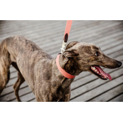 Correa para perro Jacquard Kentucky Terracota Naranja