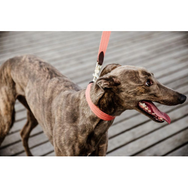 Correa para perro Jacquard Kentucky Terracota Naranja