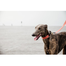 Correa para perro Jacquard Kentucky Terracota Naranja