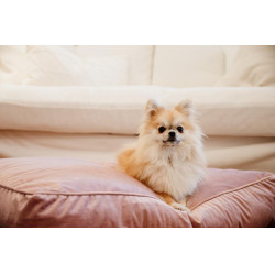 Almohada para perro Velvet Kentucky Rosa viejo Almohada para perro Velvet Kentucky Rosa viejo