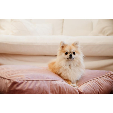 Almohada para perro Velvet Kentucky Rosa viejo Almohada para perro Velvet Kentucky Rosa viejo