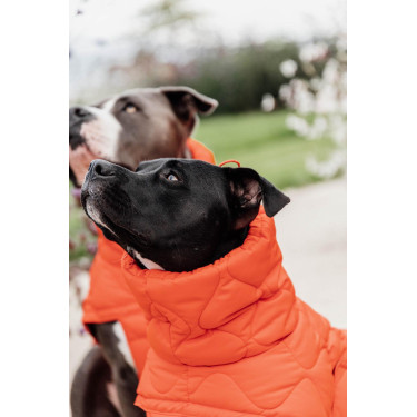 Abrigo de invierno para perro Pina Kentucky Abrigo de invierno para perro Pina Kentucky