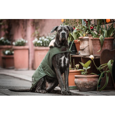 Abrigo impermeable para perro 300g Kentucky Abrigo impermeable para perro 300g Kentucky