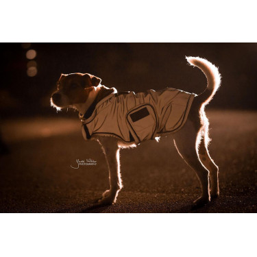 Abrigo para perro reflectante e impermeable Kentucky Abrigo para perro reflectante e impermeable Kentucky