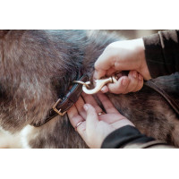 Halsband Voor Hond Met Decoratieve Stiksels Dy'on Marrón