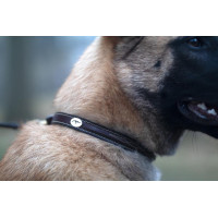 Halsband Voor Hond Met Decoratieve Stiksels Dy'on Marrón Halsband Voor Hond Met Decoratieve Stiksels Dy'on Marrón