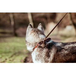 Collar de Cuero Plano para Perro Dy'on Marrón Marr&amp;amp;amp;oacute;n