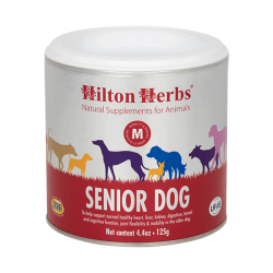 senior dog
