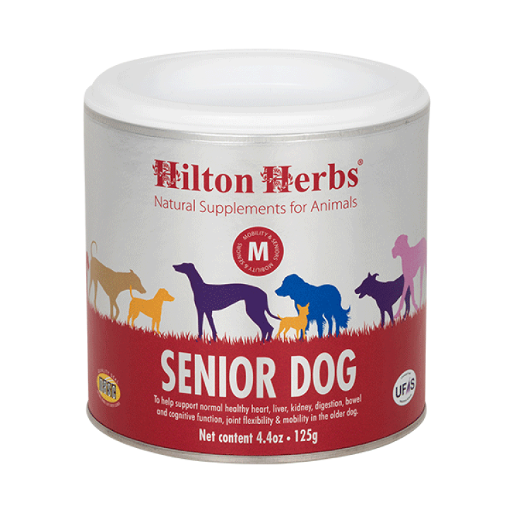 senior dog