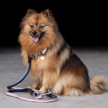 Collar para perro HV Polo Franka Rope Collar para perro HV Polo Franka Rope