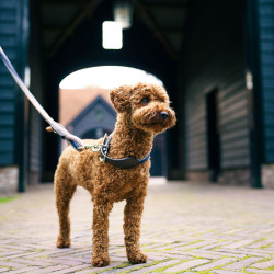 Collar para perro HV Polo Franka Rope Marino / rosa Azul