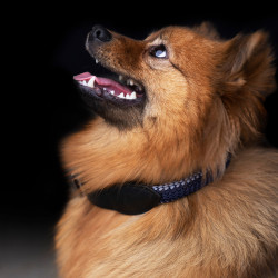 Collar para perro HV Polo Franka Rope Gris nube / marino