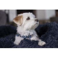 Collar de perro HKM Anam Cara de nailon Aceite Azul