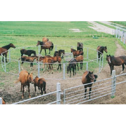 Comedera especial para potros con corral Comedera especial para potros con corral