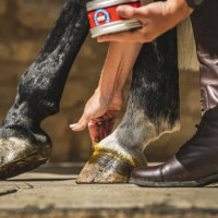 Pomada para cascos Carr &... Pomada para cascos Carr &...