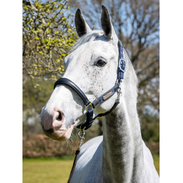 Cabezada de cuadra Capella LeMieux Azul marino