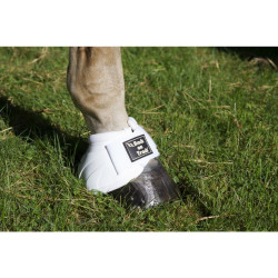 Campanas Real Performance Back On Track Campanas Real Performance Back On Track