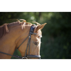 Protector de nuca con velcro Back On Track Protector de nuca con velcro Back On Track