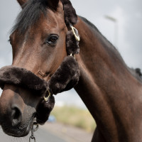 Cabezada de Cuadra con Piel de Cordero Tremblant B Vertigo Castaño Marrón