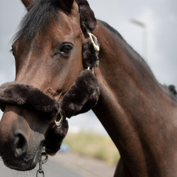 Cabezada de Cuadra con Piel de Cordero Tremblant B Vertigo Castaño Marrón