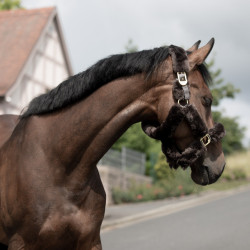 Cabezada de Cuadra con Piel de Cordero Tremblant B Vertigo Castaño Marrón