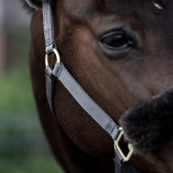 Cabezada de Cuadra con Piel de Cordero Laurier B Vertigo Castaño Marrón