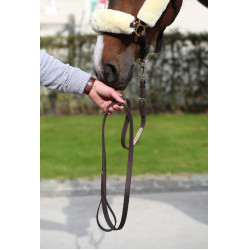 Lejos de presentación Kentucky Castaño Marrón Lejos de presentación Kentucky Castaño Marrón