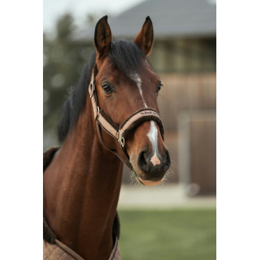 Cabezada de cuadra Back on Track Haze Collection Castaño Marrón