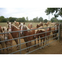 Puerta de campo con barras 42 La Gée