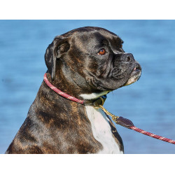 Collar para perro Weatherbeeta de cuero y cuerda
