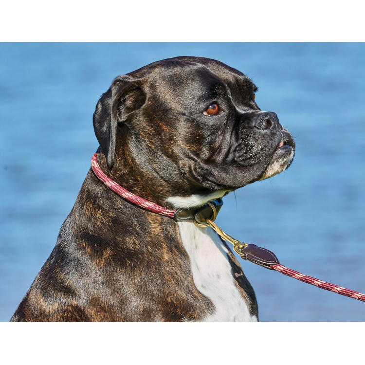 Collar para perro Weatherbeeta de cuero y cuerda
