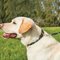 Collar para perro Weatherbeeta de cuero y cuerda Verde cazador / marrón