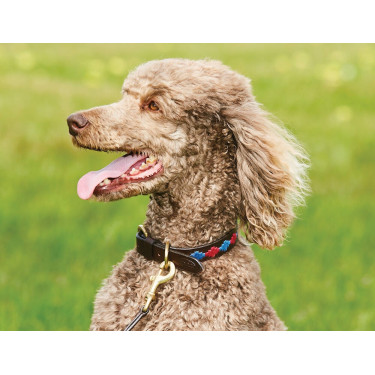 Collar para perro Weatherbeeta de cuero Polo Marrón beaufort / rosa / azul