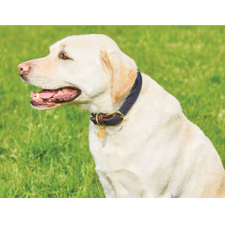 Collar para perro Weatherbeeta de cuero trenzado Marrón / azul marino Marr&amp;amp;amp;oacute;n