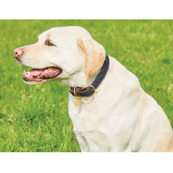 Collar para perro Weatherbeeta de cuero trenzado Marrón / azul marino Marr&amp;amp;amp;oacute;n