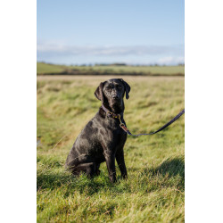 Collar para perro Weatherbeeta de cuero trenzado Marrón / azul marino Marr&amp;amp;amp;oacute;n