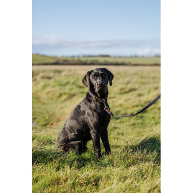 Collar para perro Weatherbeeta de cuero trenzado Marrón / azul marino Marr&amp;amp;amp;oacute;n