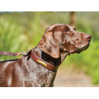 Collar de cuero para perro Weatherbeeta Castaño Marrón