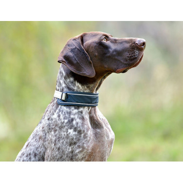 Collar para perro Weatherbeeta Explorer Collar para perro Weatherbeeta Explorer