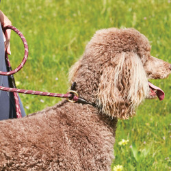 Correa para perro Weatherbeeta de cuero y cuerda