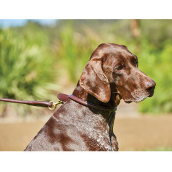 Correa redonda de cuero para perro Weatherbeeta