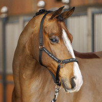Cabezada HV Polo Nena Marino Azul marino
